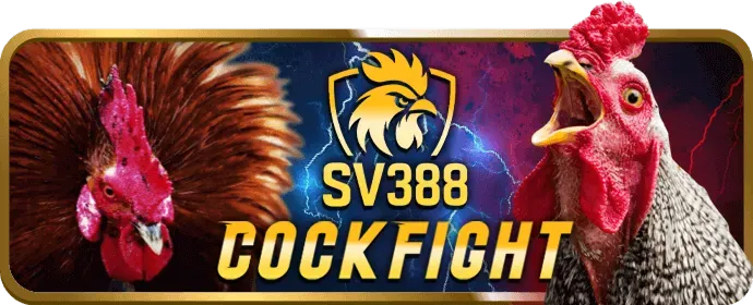 Đá Gà Trực Tiếp Kubet79